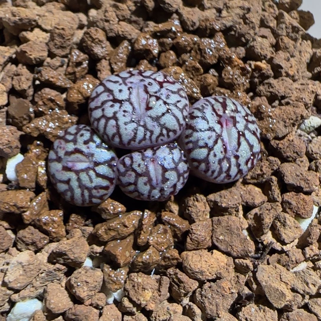 肉锥多肉植物组合-墨1147