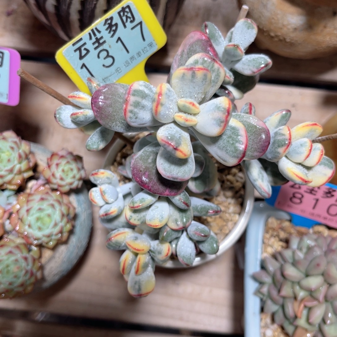 我***辰云尘多肉一物一拍1317不含盆，