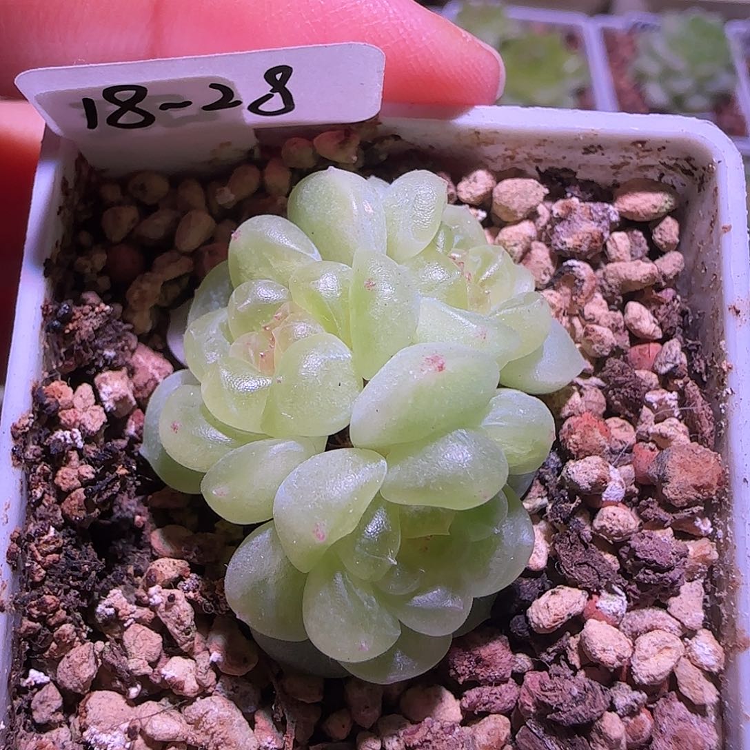 18-28福利现金财富密码三头群生不包整