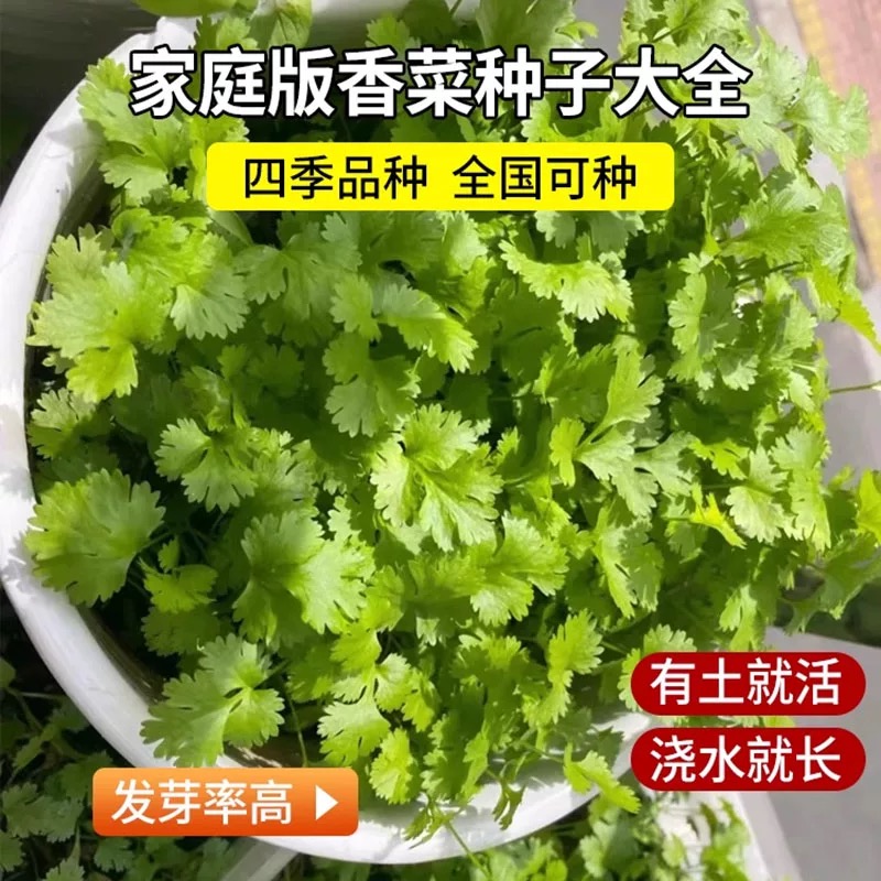 香菜种子大全农家香菜盆栽苗大叶芫荽种四季阳台香菜籽种蔬菜种孑