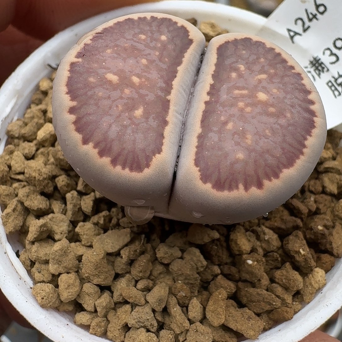 246多肉哈哈哈哈哈哈哈