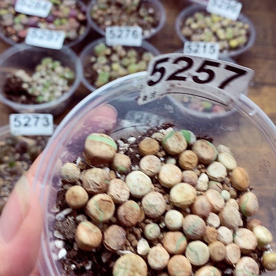 5257小红嘴咯哦哦咯