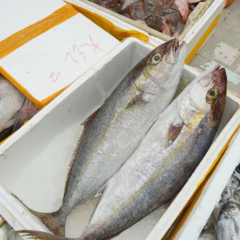 油甘鱼 肉质鲜嫩肥美 广东省内顺丰包邮