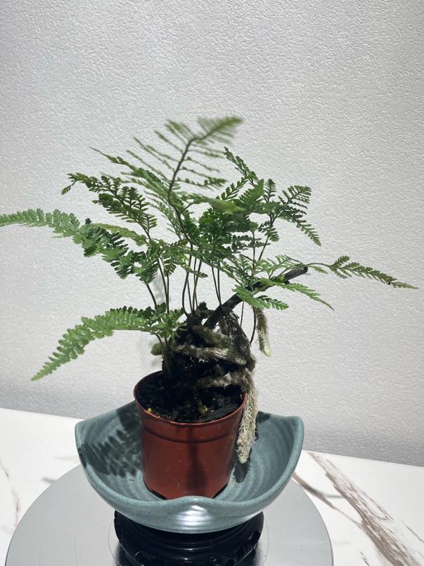 狼尾蕨3-4年老桩，15-25公分。可造型，可修剪