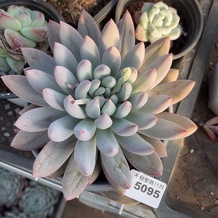 阿雅园艺。      5095所罗门