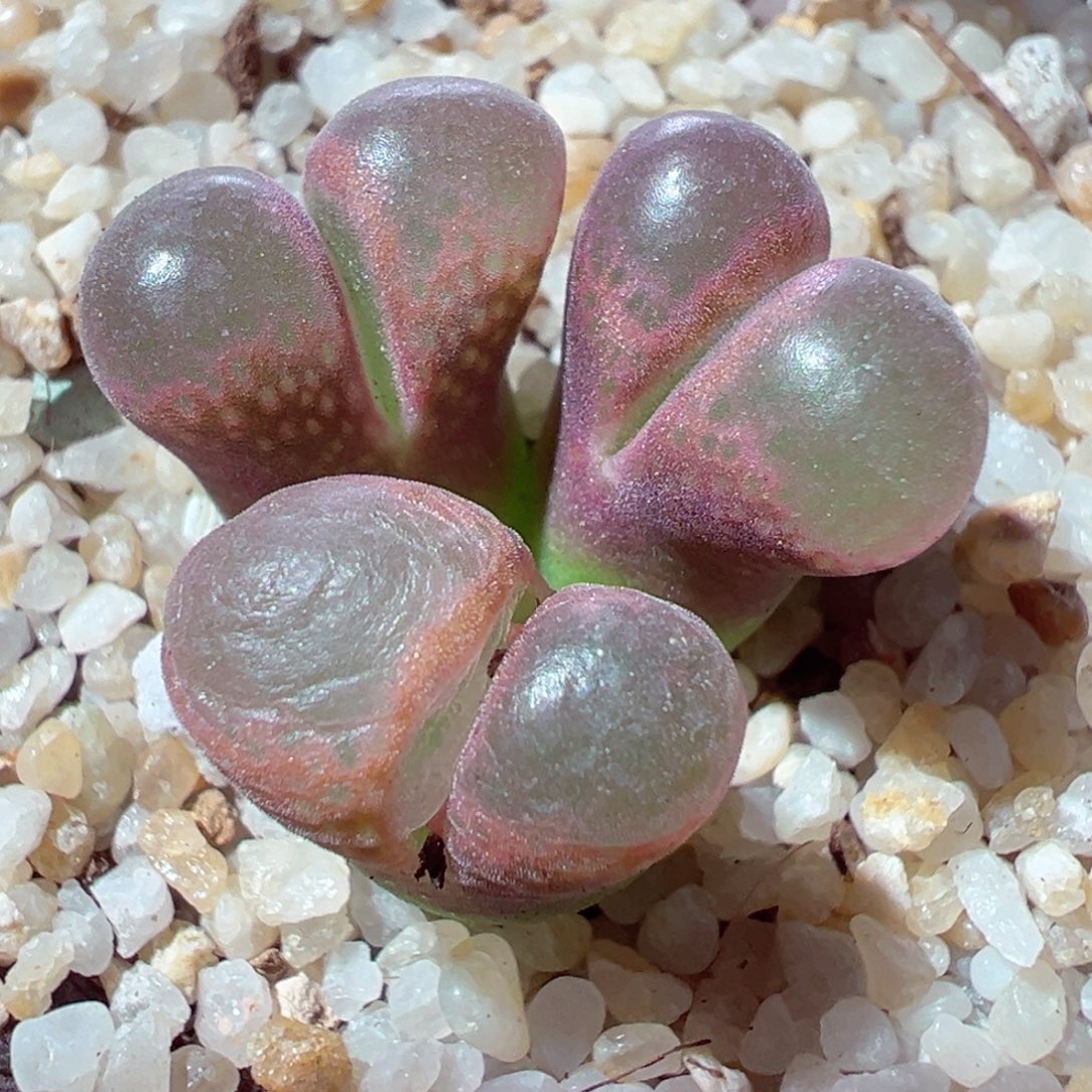 1219-822多肉多肉红风铃