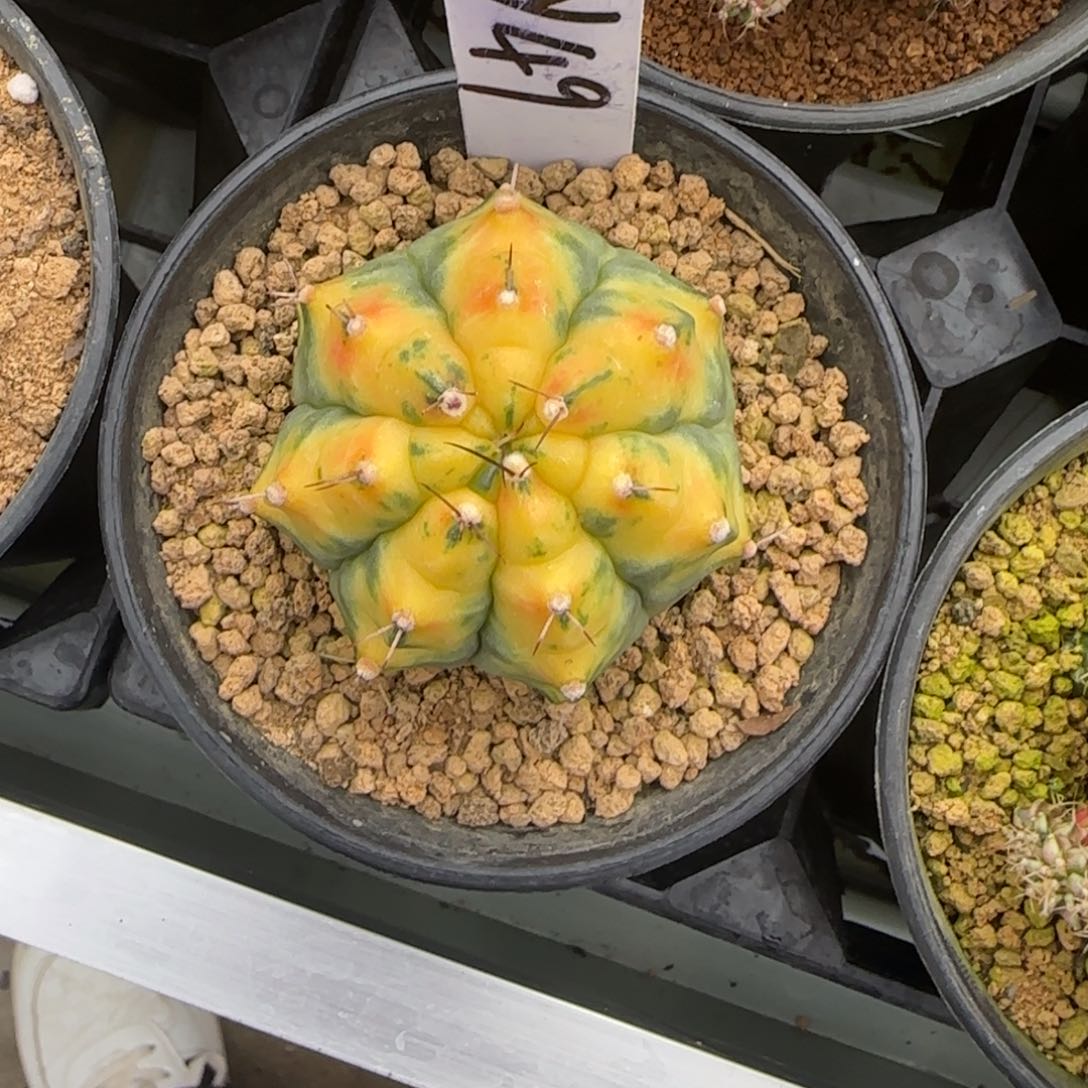 49-0305深海脱土发多肉