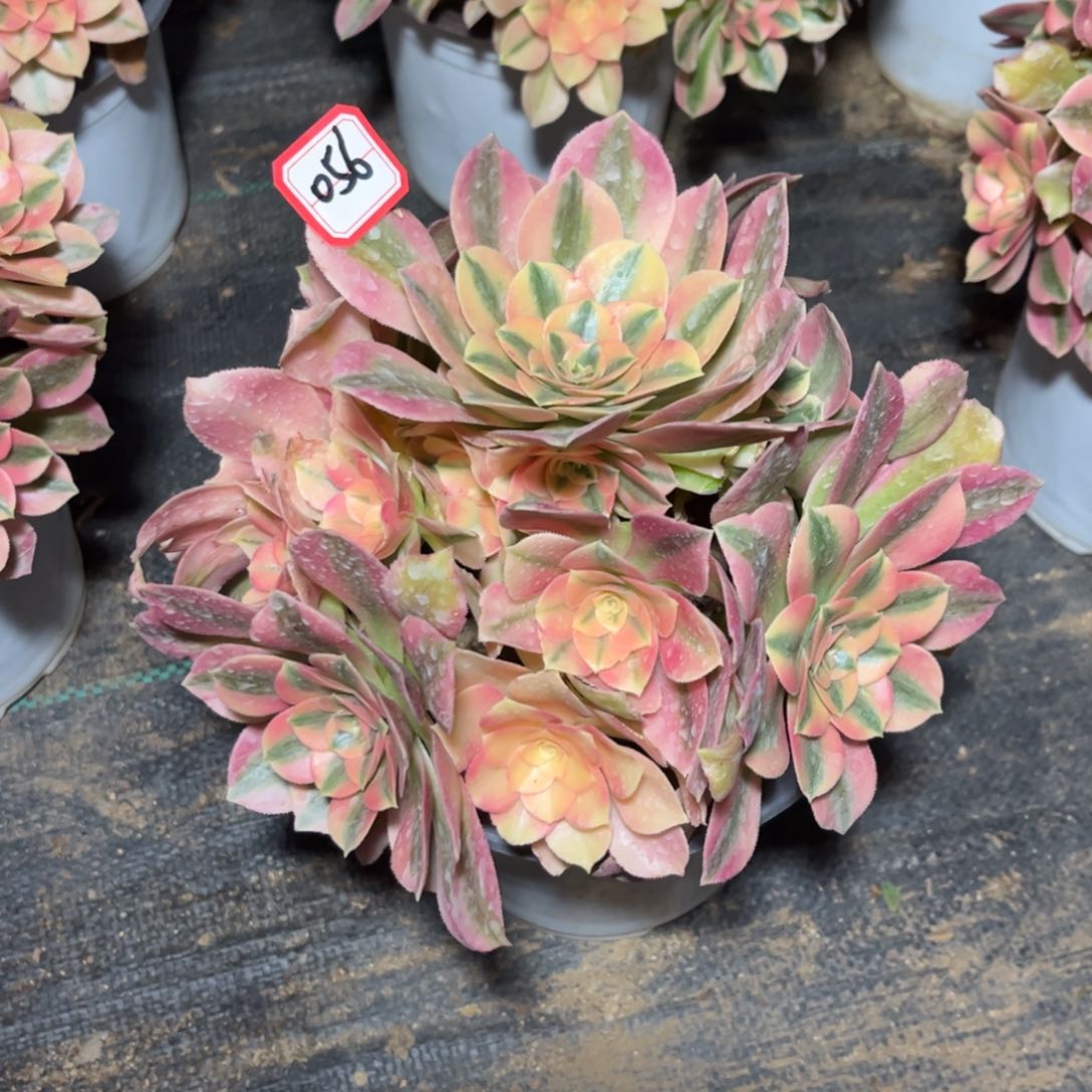 056多肉植物红牡丹