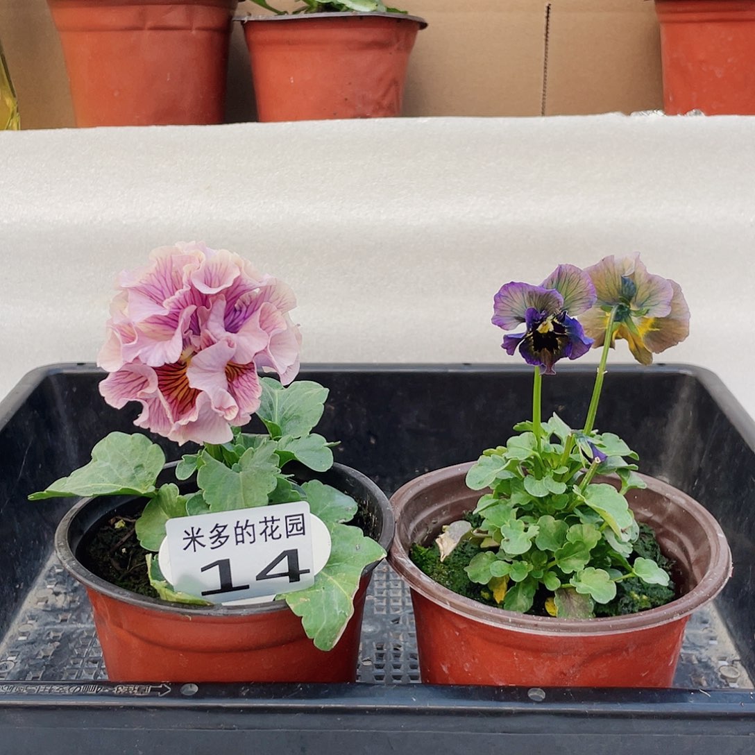 大部分开放少量花苞14