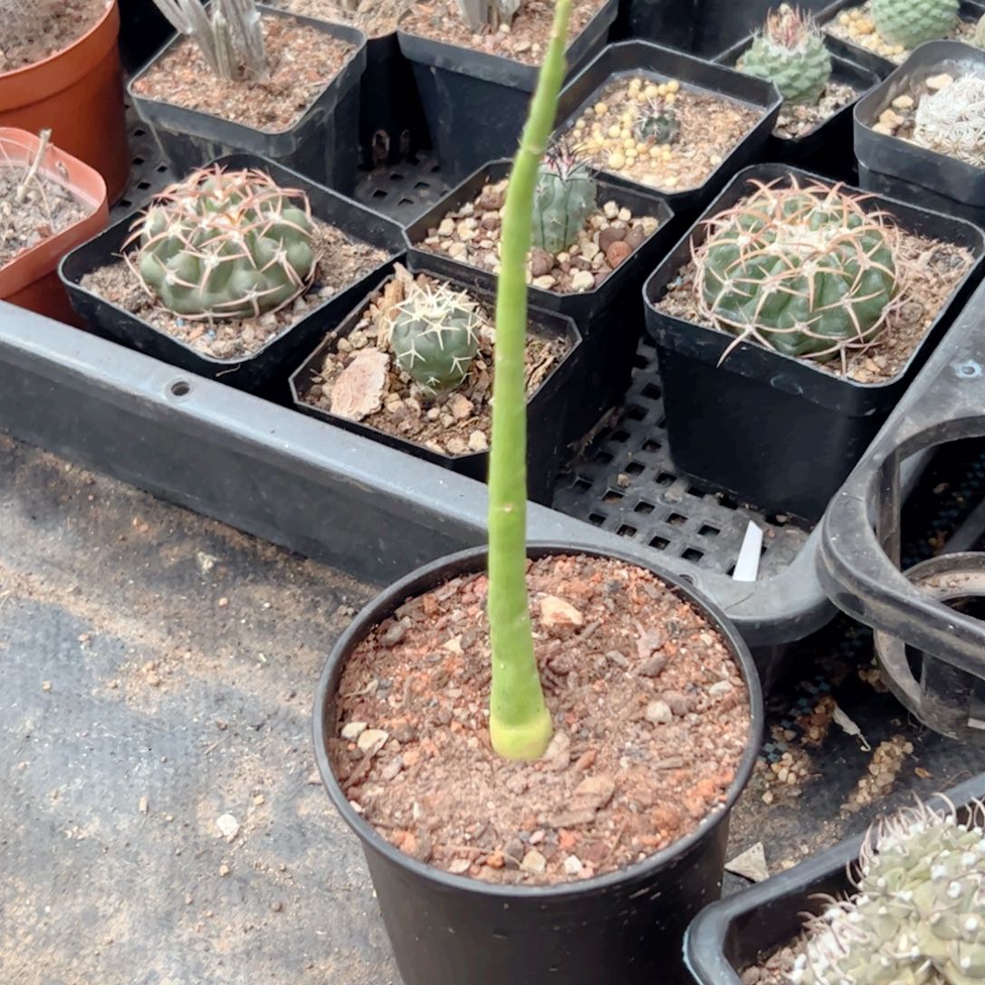 实生 毒腺蔓块根