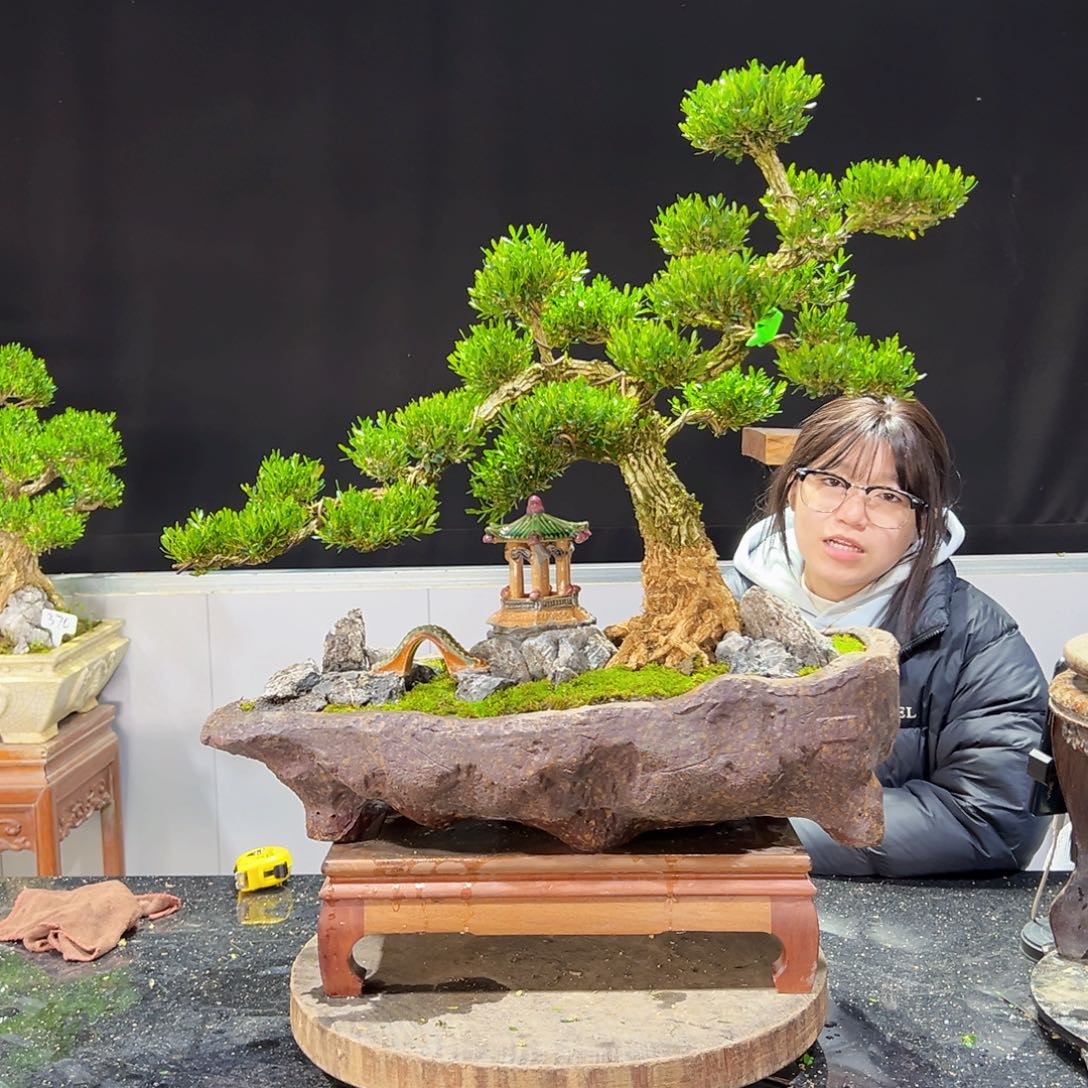 四季常青老桩黄杨盆景