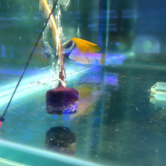 海水鱼黄狐狸9+/6-65-49