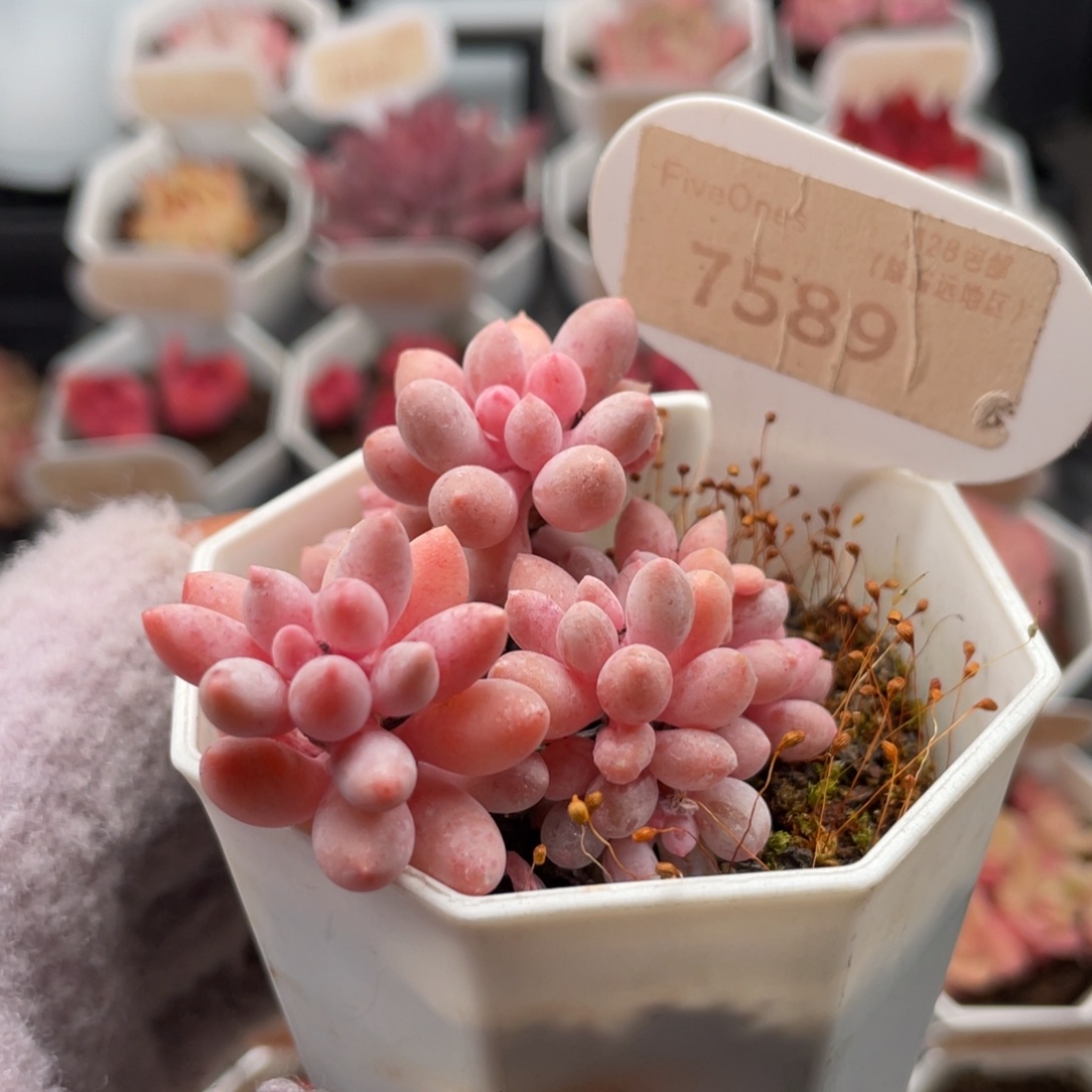 婴儿手指7589-6.0厘米