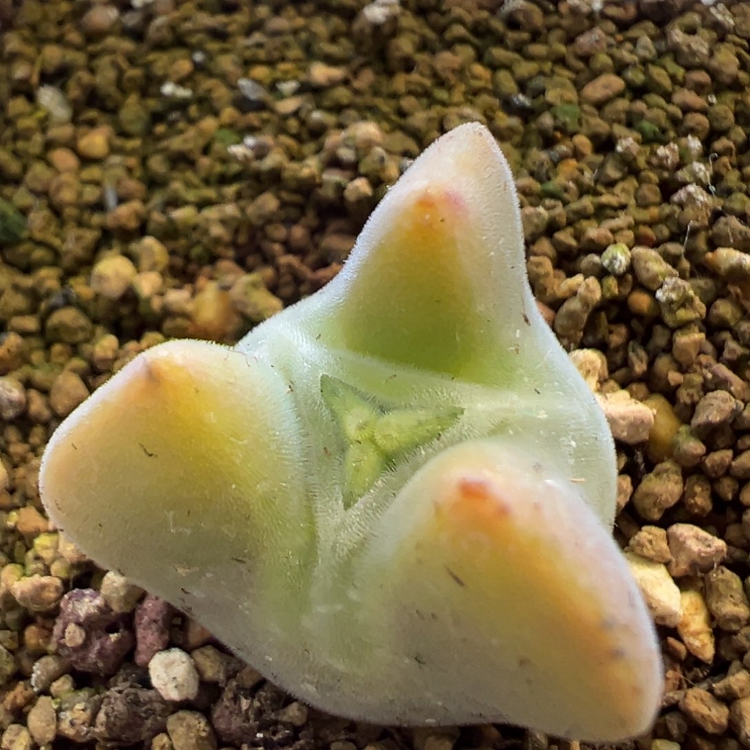 空蝉奔驰 肉锥植物