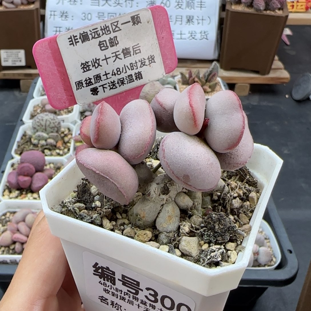 300白肌红蛋多肉