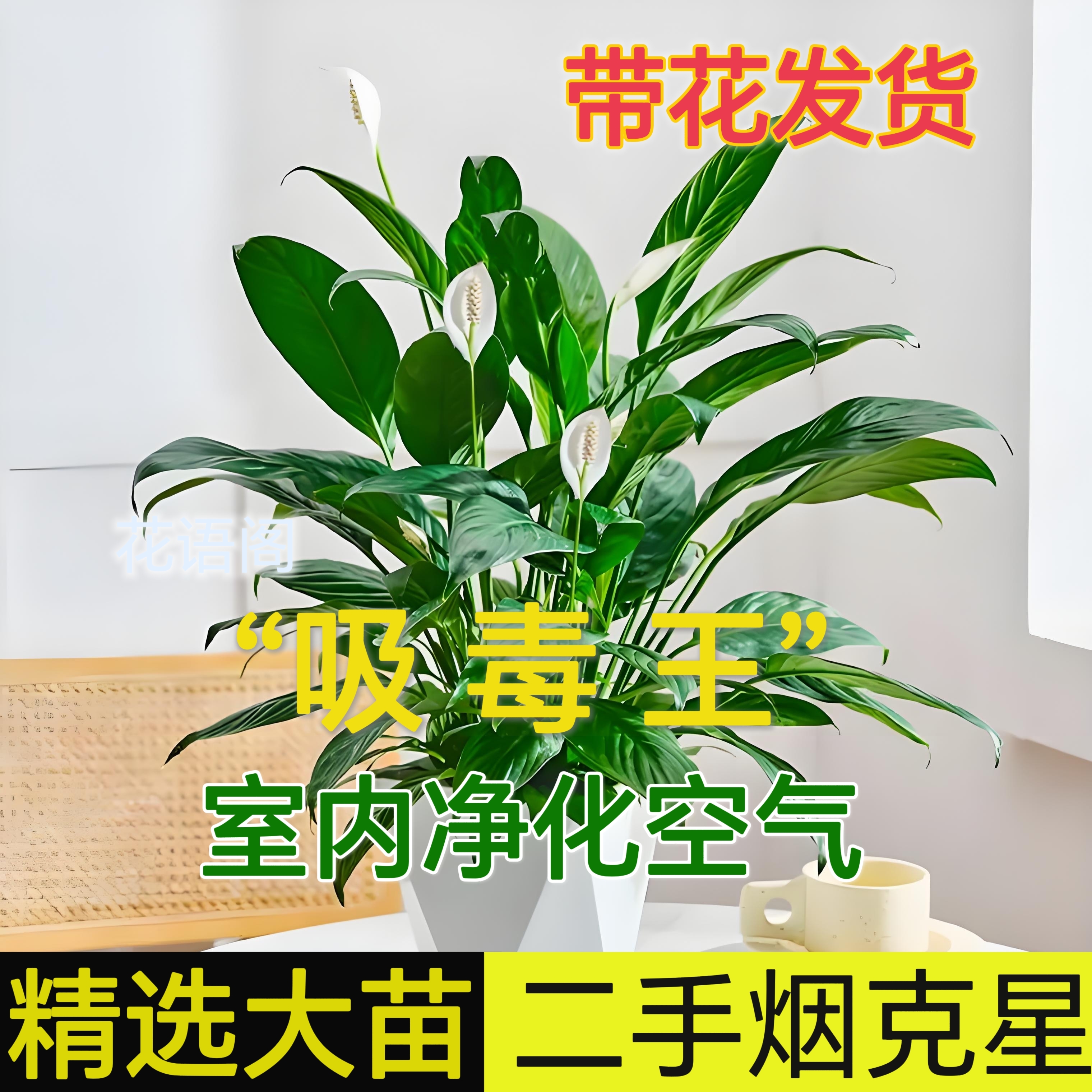 白掌盆栽一帆风顺室内水培土培好养花卉绿植净化空气