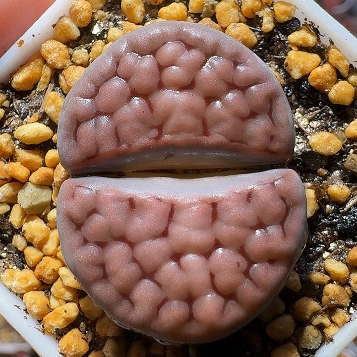 生石花111111。  晕染色。  3.0左右。  295