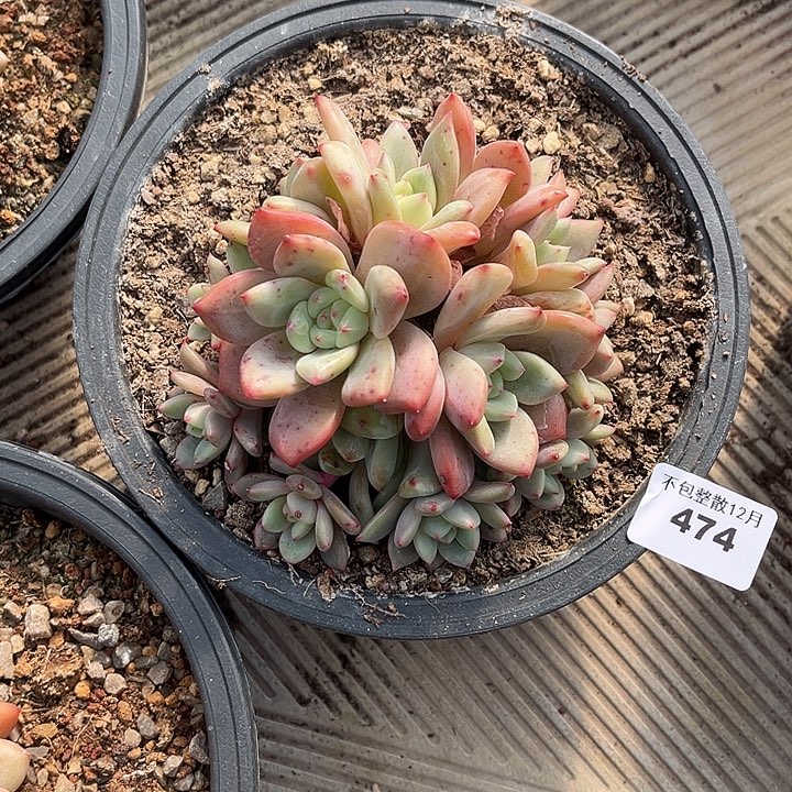 阿雅园艺。      474爱丽儿