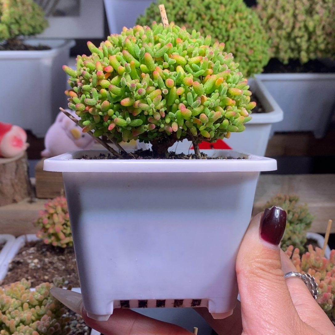 蜜橘带盆土带盆一物一拍