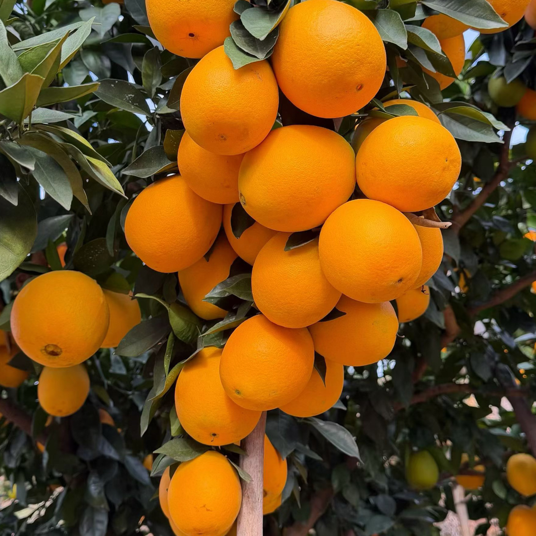 江西赣南正宗脐橙现摘新鲜甜橙子产地直发香甜多汁当季水果