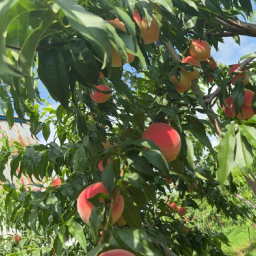 平谷本地现摘早14号大桃1/5斤包邮当季新鲜水果桃子北京市