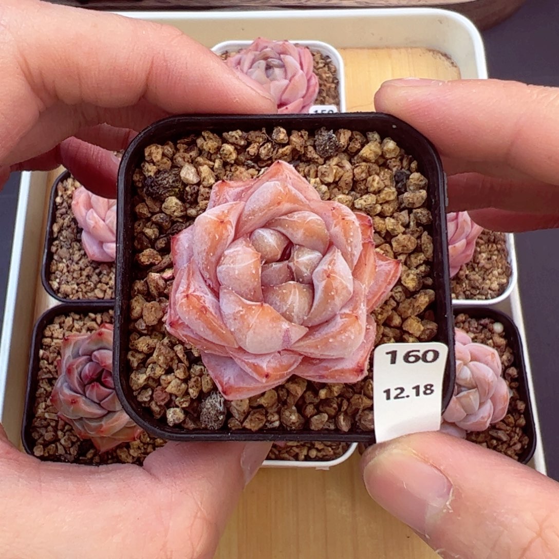 好好看160、哈哈哈哈