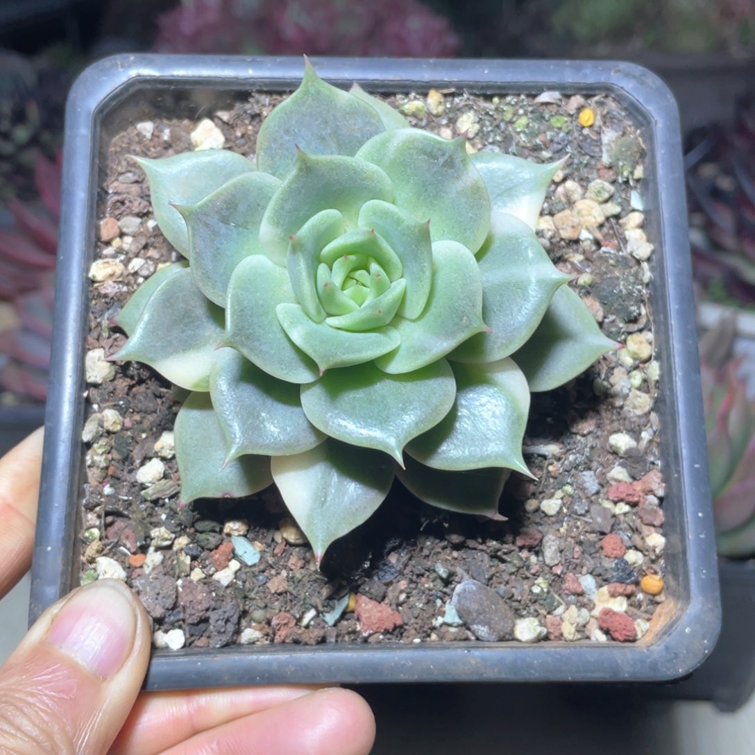 多肉植物多肉植物284湖锦