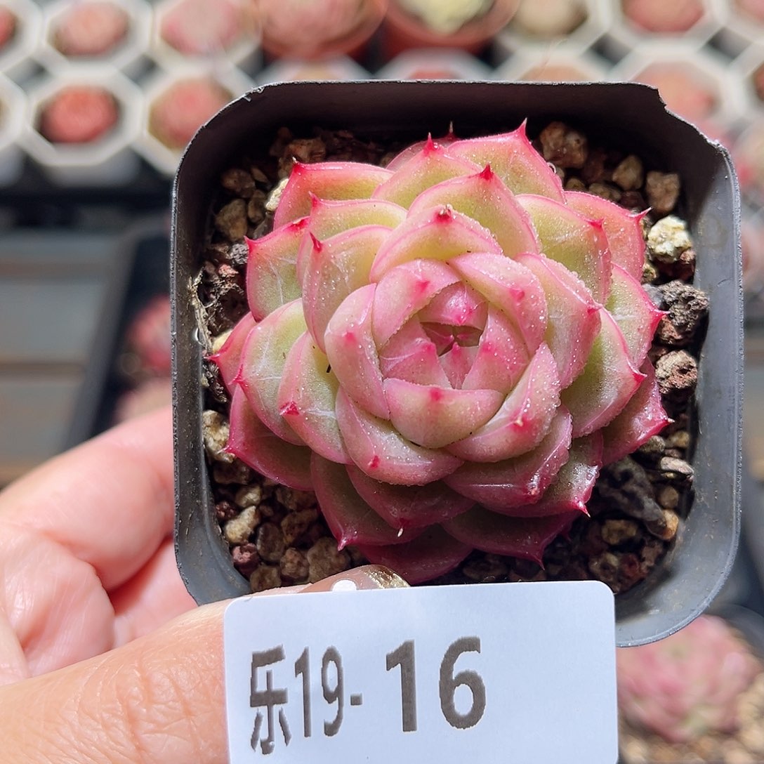 乐19-16 麦秆单头