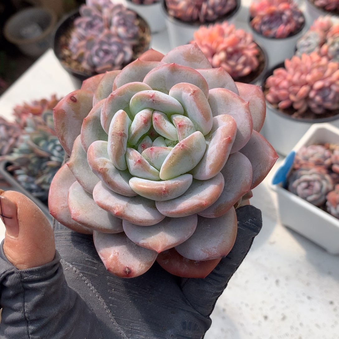 哈哈哈哈哈哈哈哈哈