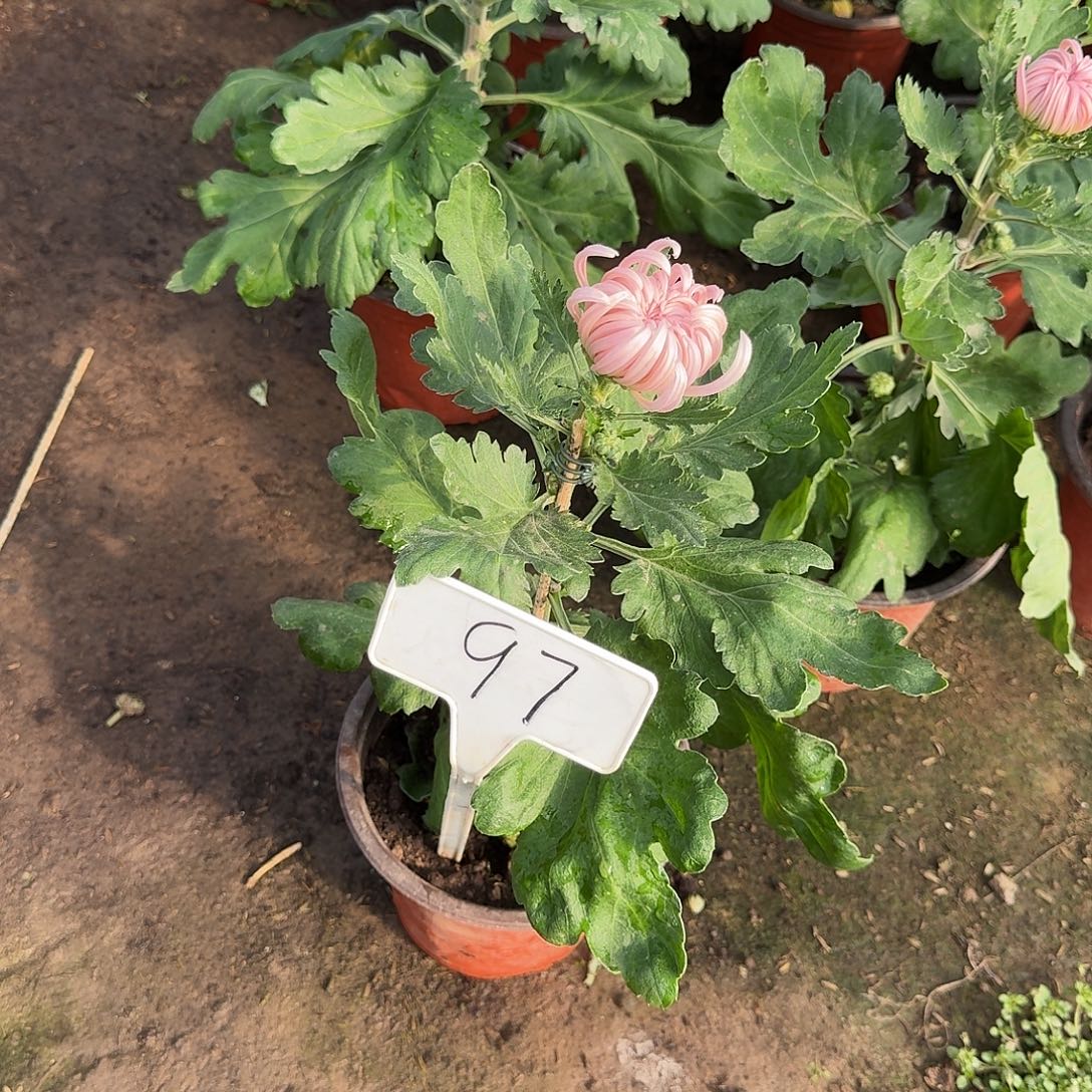 萌***妈大部分花苞少量开放97蟠桃