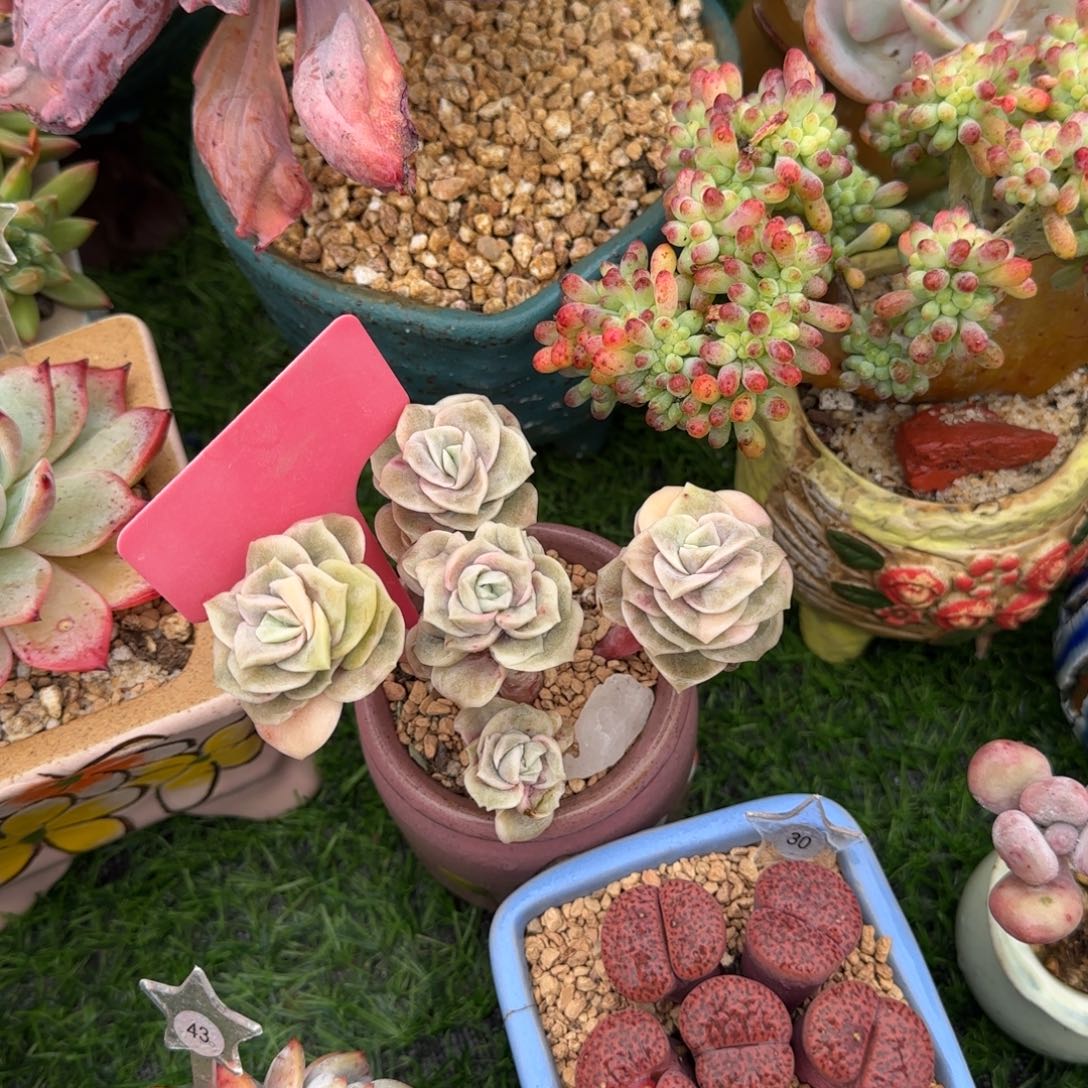 ⦮***⦯多肉植物可爱玫瑰景，全身没有没有砍过