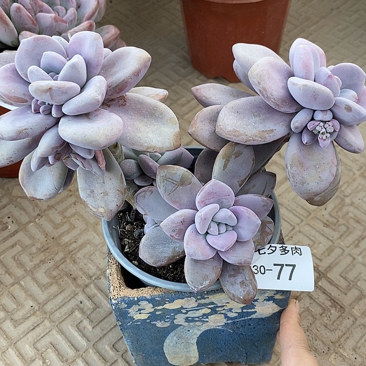 小七夕多肉桃霜77
