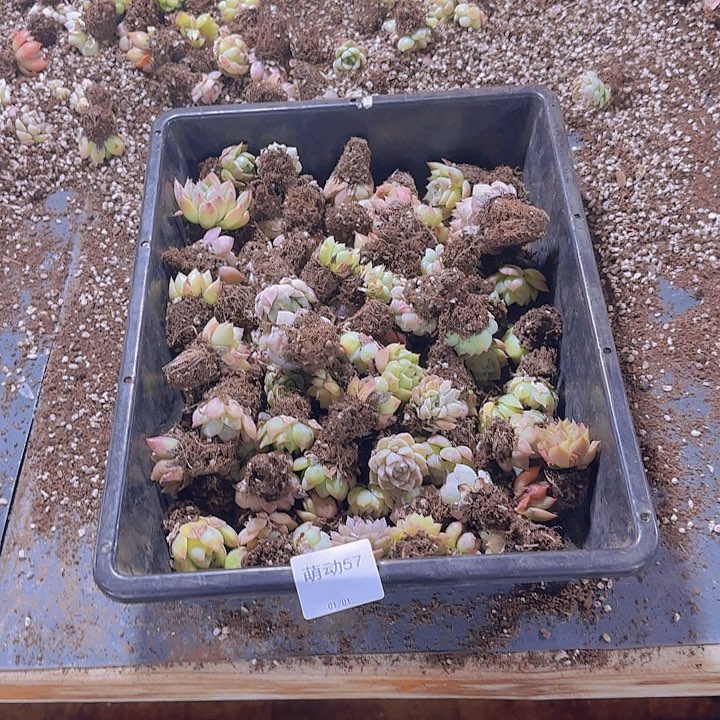 直播一物一拍多肉57