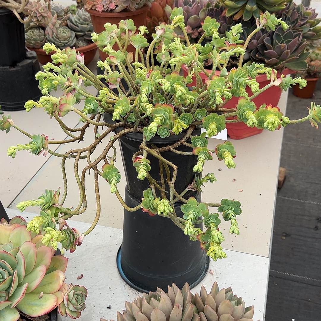 龙***茵4680薄化妆多肉植物