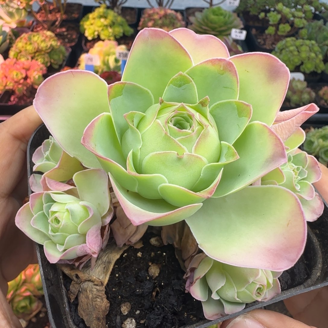 L709半城玫瑰情澜不含盆土