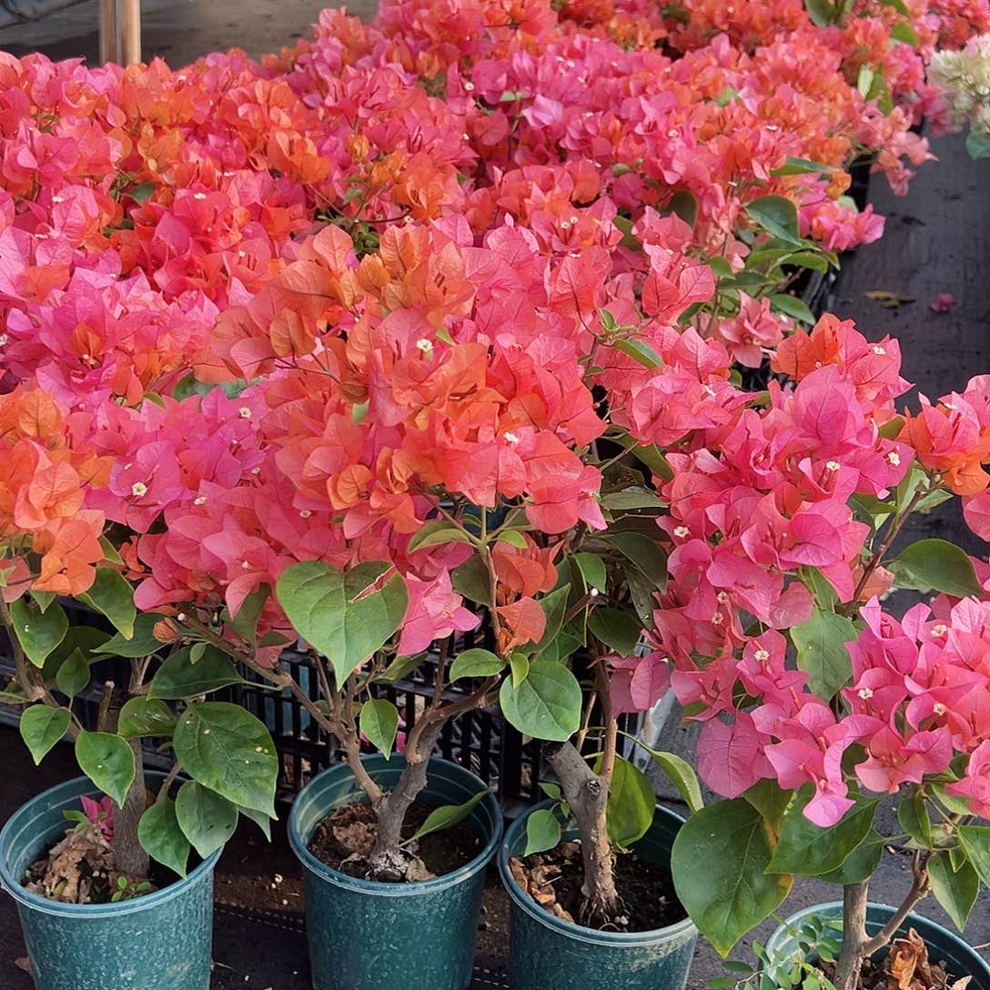 完全开放波妹掌中宝一棵