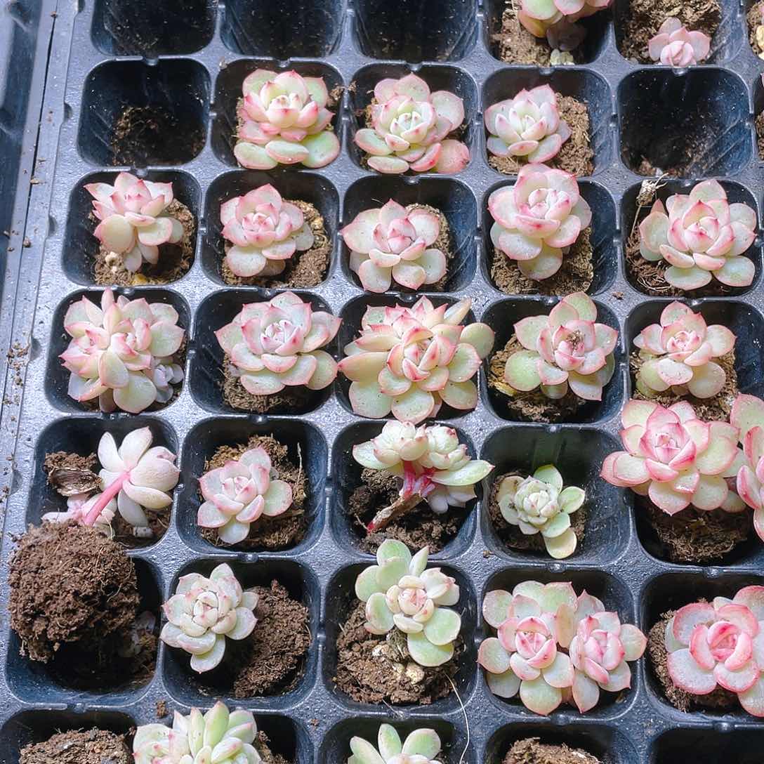 玉笛穴一个满25包邮