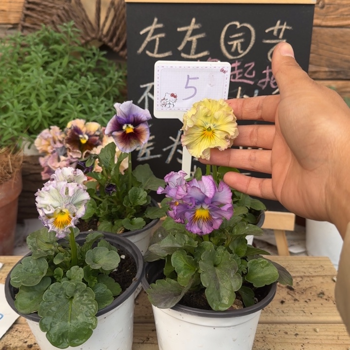 无花朵1204 组合5号 一组一拍