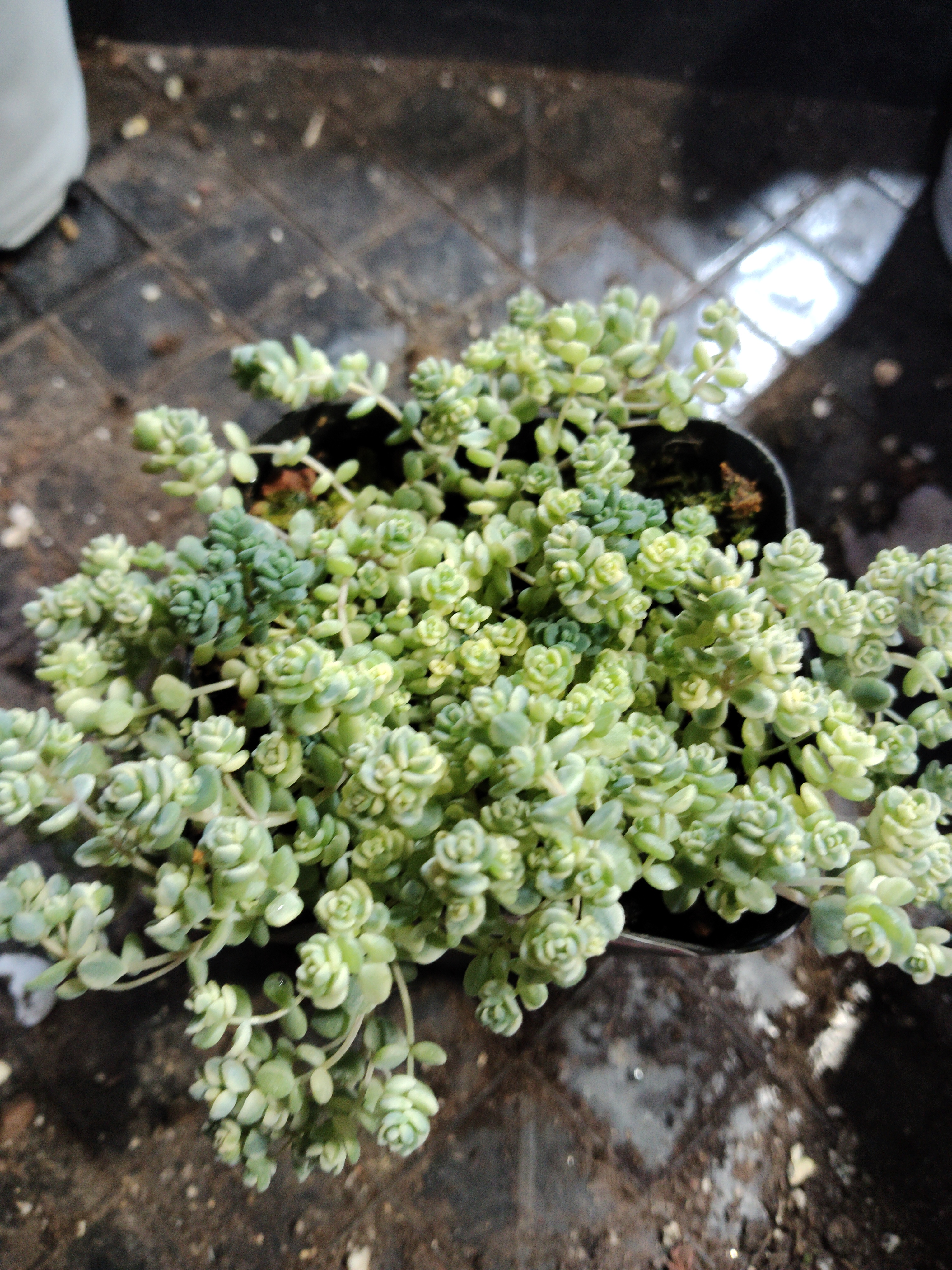 非偏远18包邮  一物一拍 7厘米盆 A622姬星美人锦