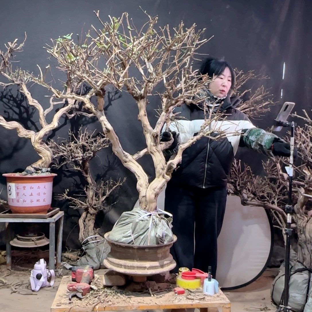 杨***华金银花金银花金银花金