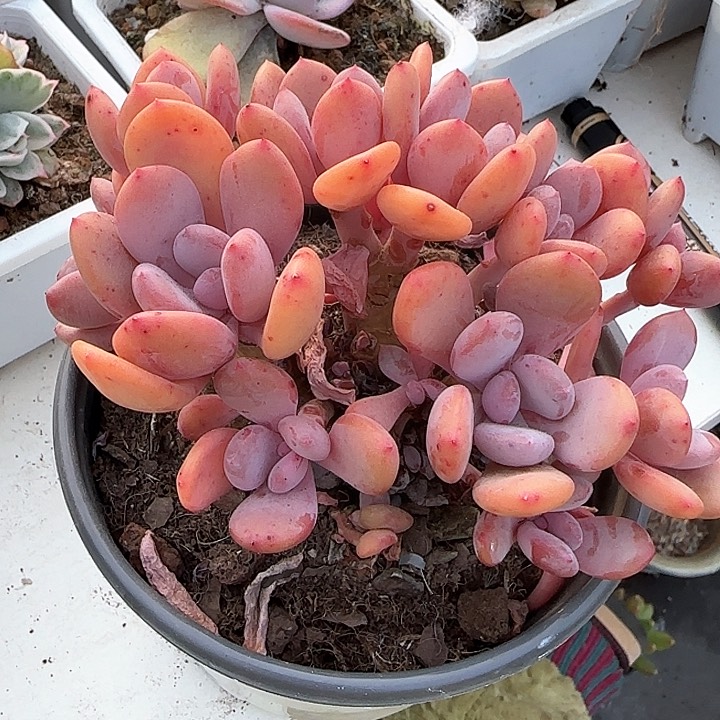 青蛙王子儿童牙膏111