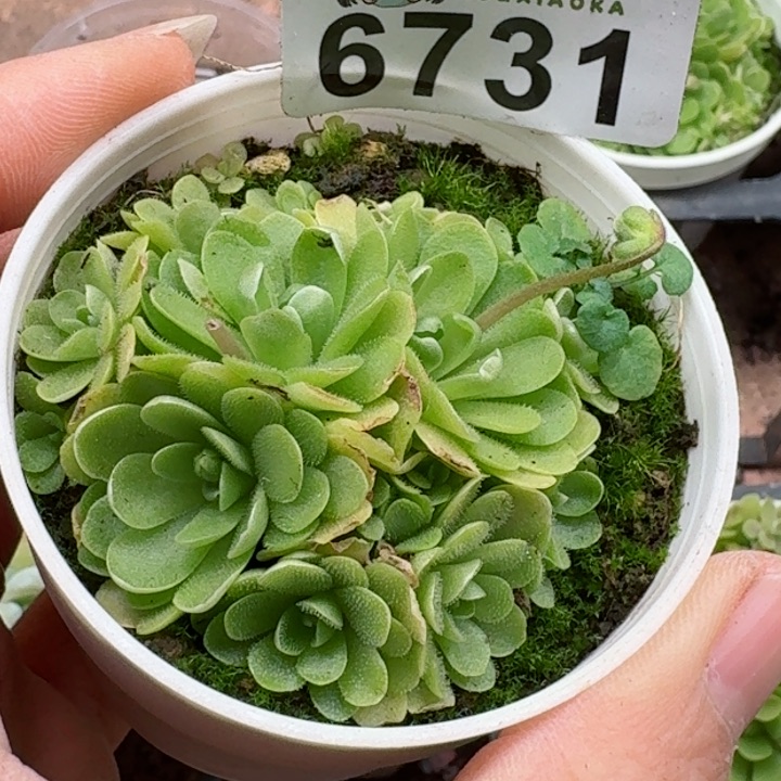 多肉植物多肉植物