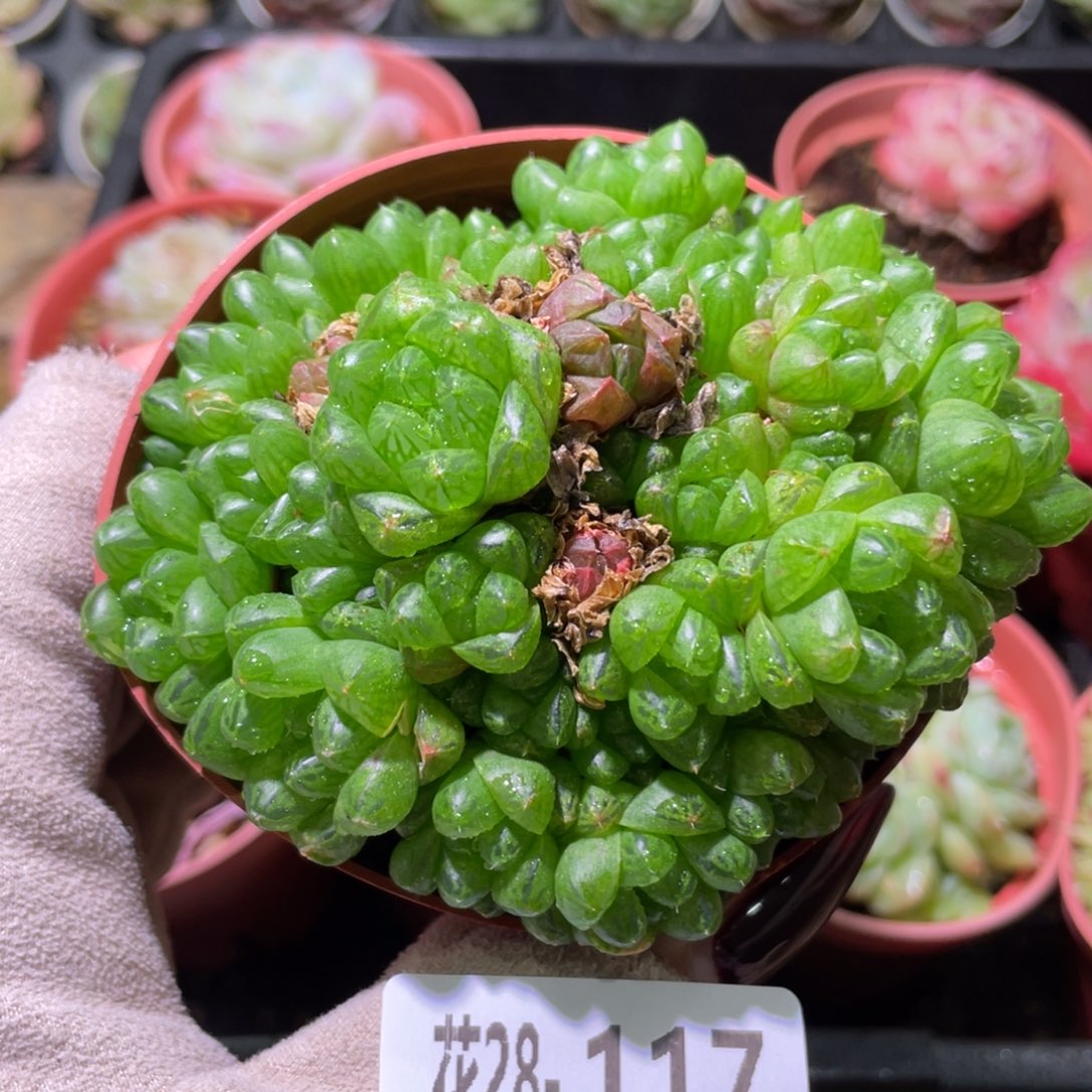 花利美28-117草玉露