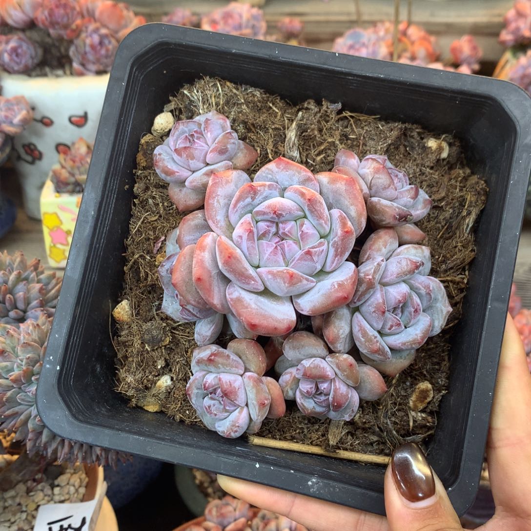 石榴籽无砍花花花