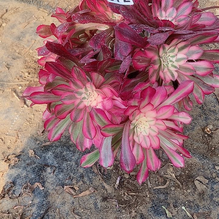 072铜壶超白锦老庄朵朵