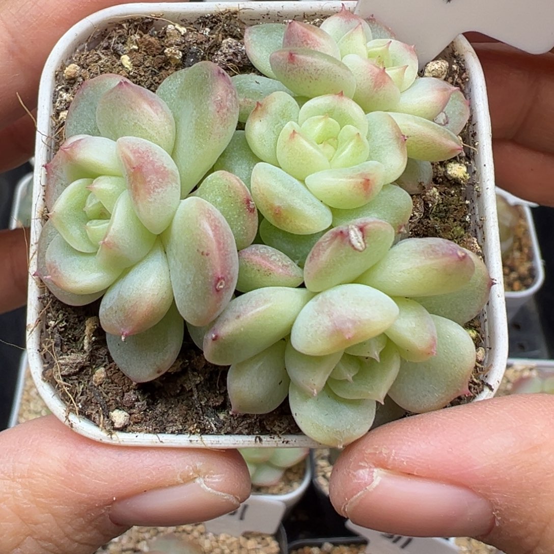 681号不包整糖心小群