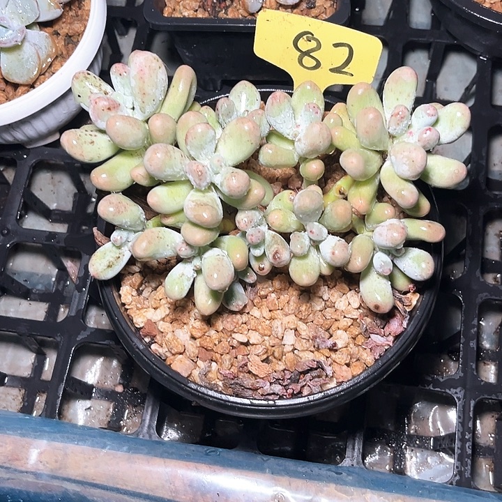 …***…米可奶821号码牌子的话