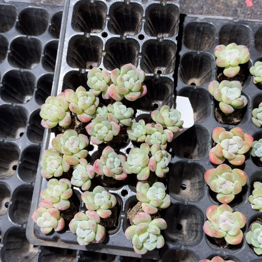 小棉花一物一拍专拍