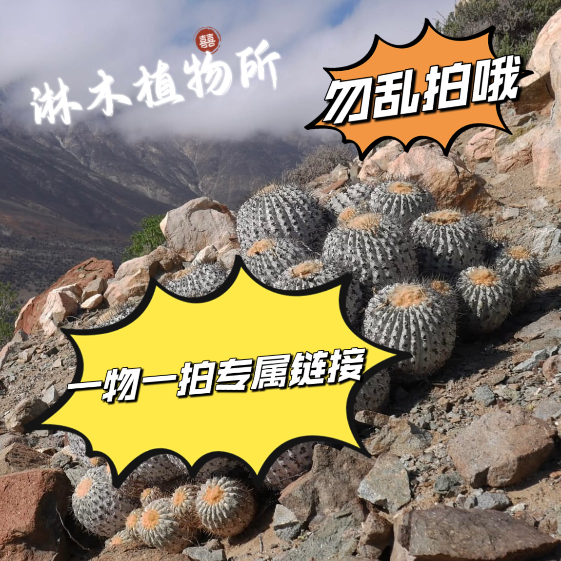 【淋木植物所】块根植物仙人球橄榄铁树等多肉植物一物一拍发货
