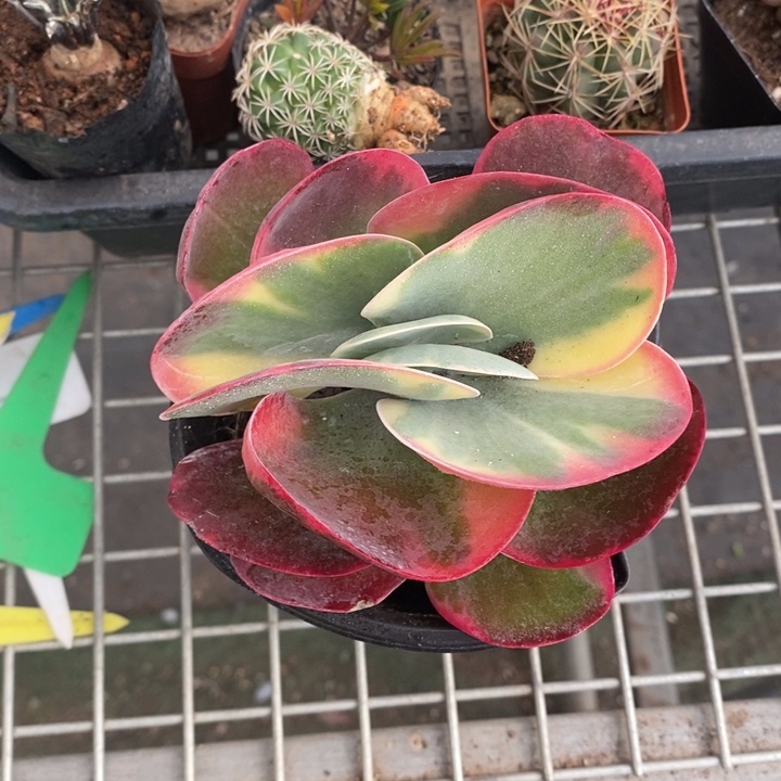 伯克利和他的朋友在一起